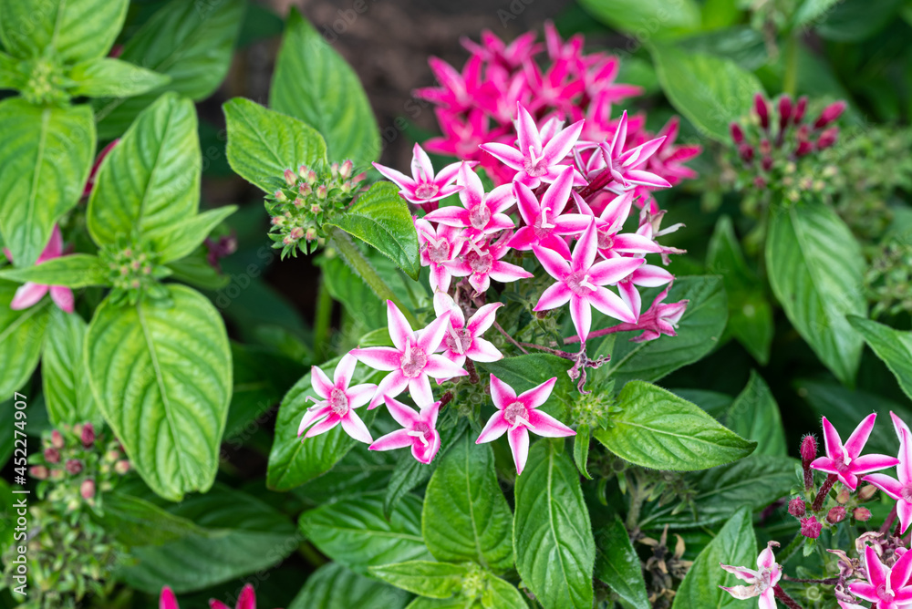 花壇に植えられたペンタスの花 花壇に植えられたペンタスの花