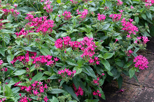 Wallpaper Mural 花壇に植えられたペンタスの花 Torontodigital.ca