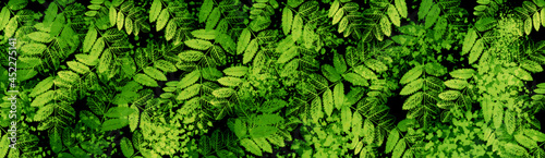 Full of green leaves background. Rovan berry natural leaf pattern. Green leaves wallpeper.  photo