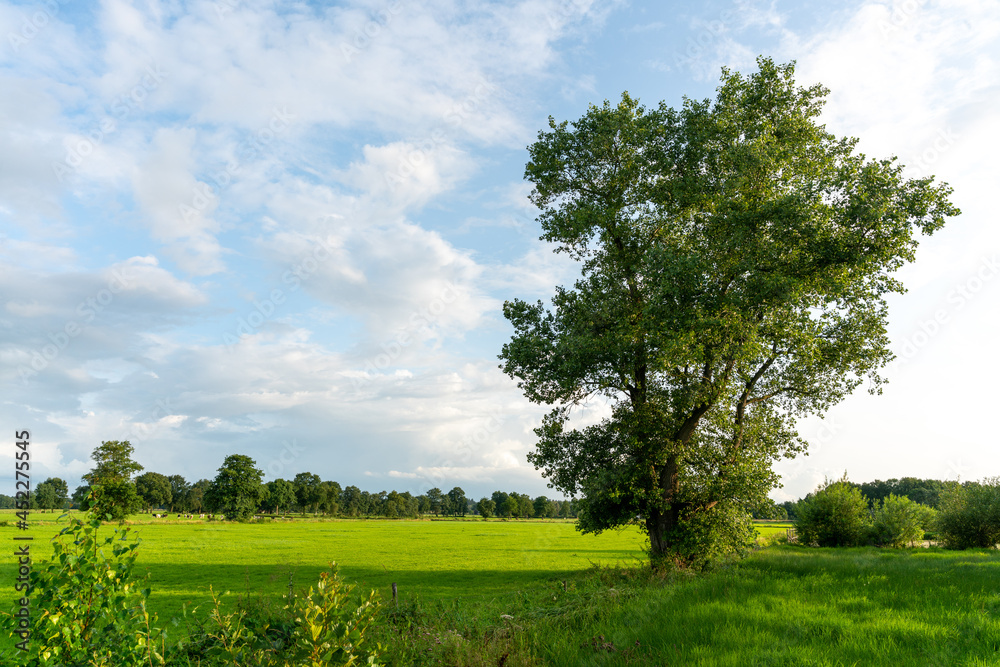 Obraz premium View over grasslands between Eerbeek and Loenen, part of a former swamp