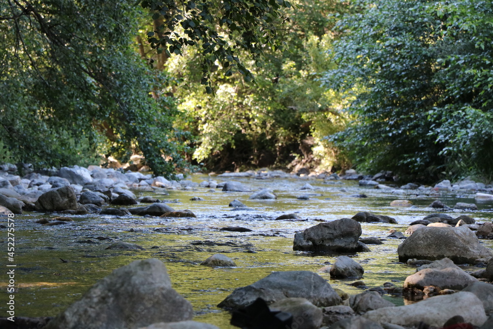 river in the forest river in the forest