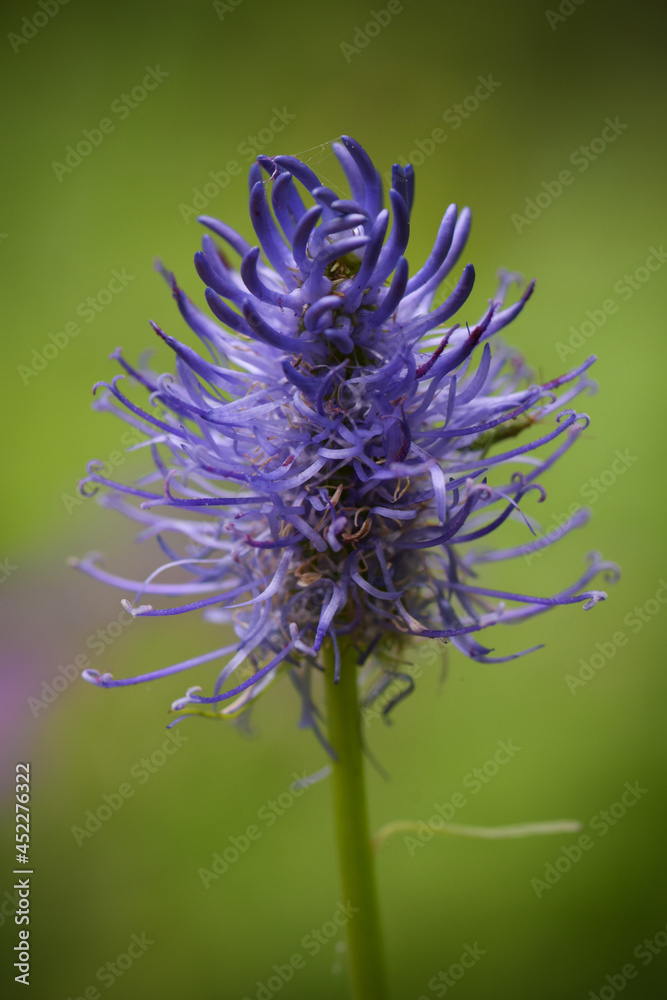 macrophotography of rapunzel in french mountain macrophotography of rapunzel in french mountain