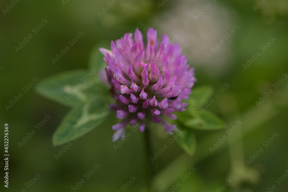 macrophotography of clover's flower in french mountain macrophotography of clover's flower in french mountain
