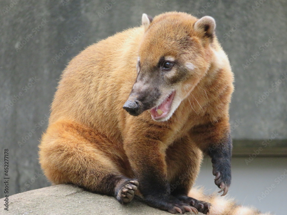 Fototapeta premium アカハナグマ
