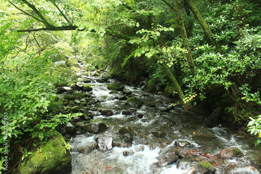 Obraz premium 箱根旧街道