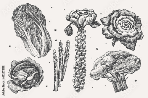 Set of hand-drawn several types of cabbage. White, broccoli, Brussels sprouts. Organic food concept. Can be used for your design. Vintage botanical illustration on a light background isolated.