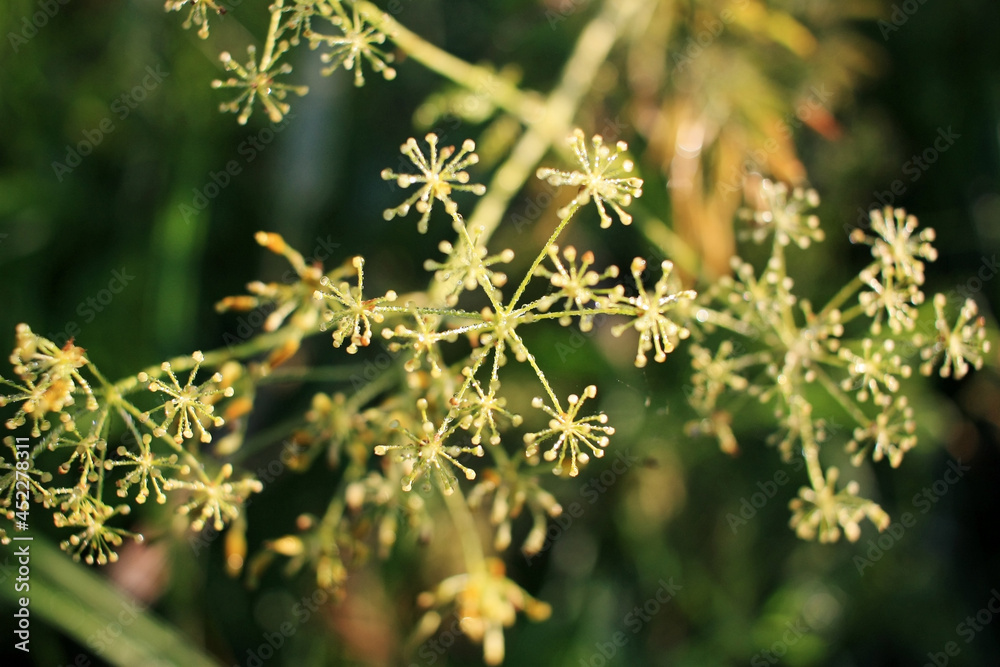 Yellow inflorescence dill among green grass Yellow inflorescence dill among green grass
