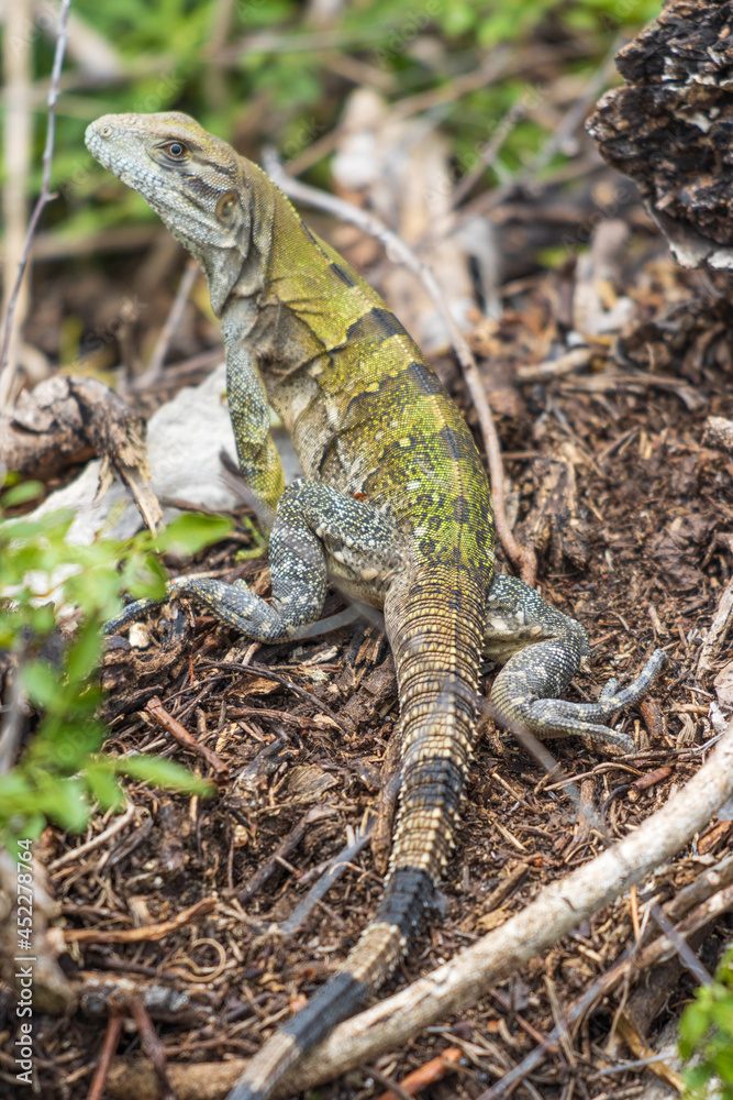 Disparo vertical de una iguana joven salvaje en el suelo Disparo vertical de una iguana joven salvaje en el suelo