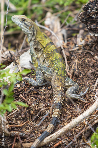 Disparo vertical de una iguana joven salvaje en el suelo