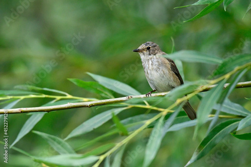Grauschnäpper - Jungvogel // juvenile Spotted flycatcher (Muscicapa striata) 