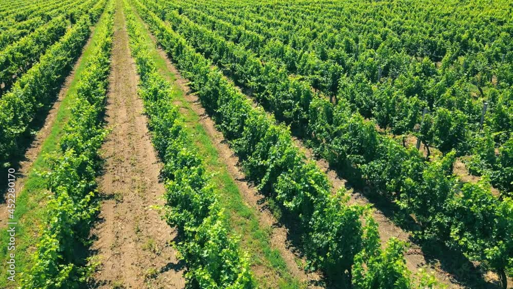 Aerial Flight over green vineyards in Ukraine. Industrial cultivation of grapes. Aerial Flight over green vineyards in Ukraine. Industrial cultivation of grapes.