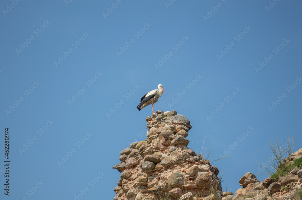 Sidin stork on the ruins of a 14th century fortress, Krevo Sidin stork on the ruins of a 14th century fortress, Krevo