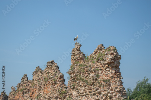 Sidin stork on the ruins of a 14th century fortress, Krevo photo