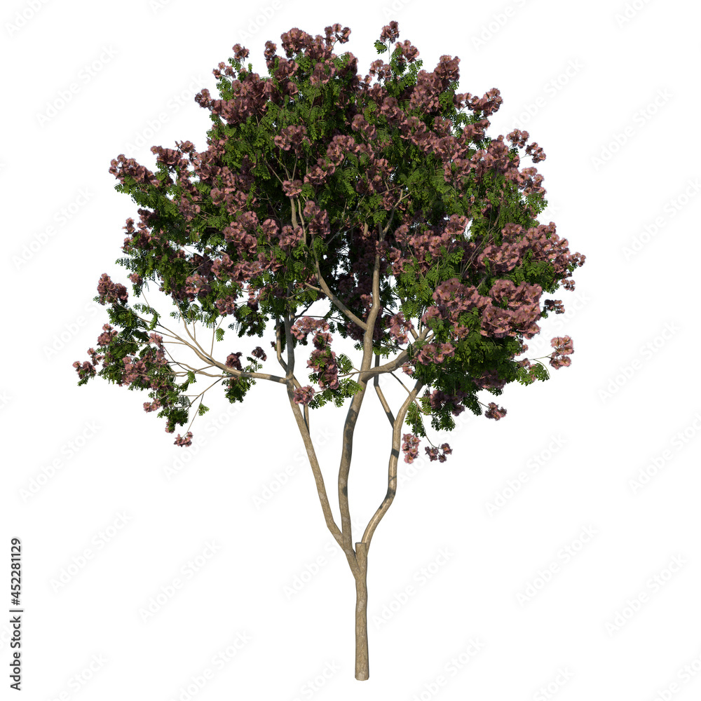 Front view tree (Young Rain Tree Albizia Saman 1) Plant white background 3D Rendering Ilustracion 3D