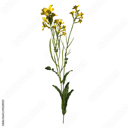 Front view of Plant Flower (Bermuda Buttercup 2) Tree white background 3D Rendering Ilustracion 3D
