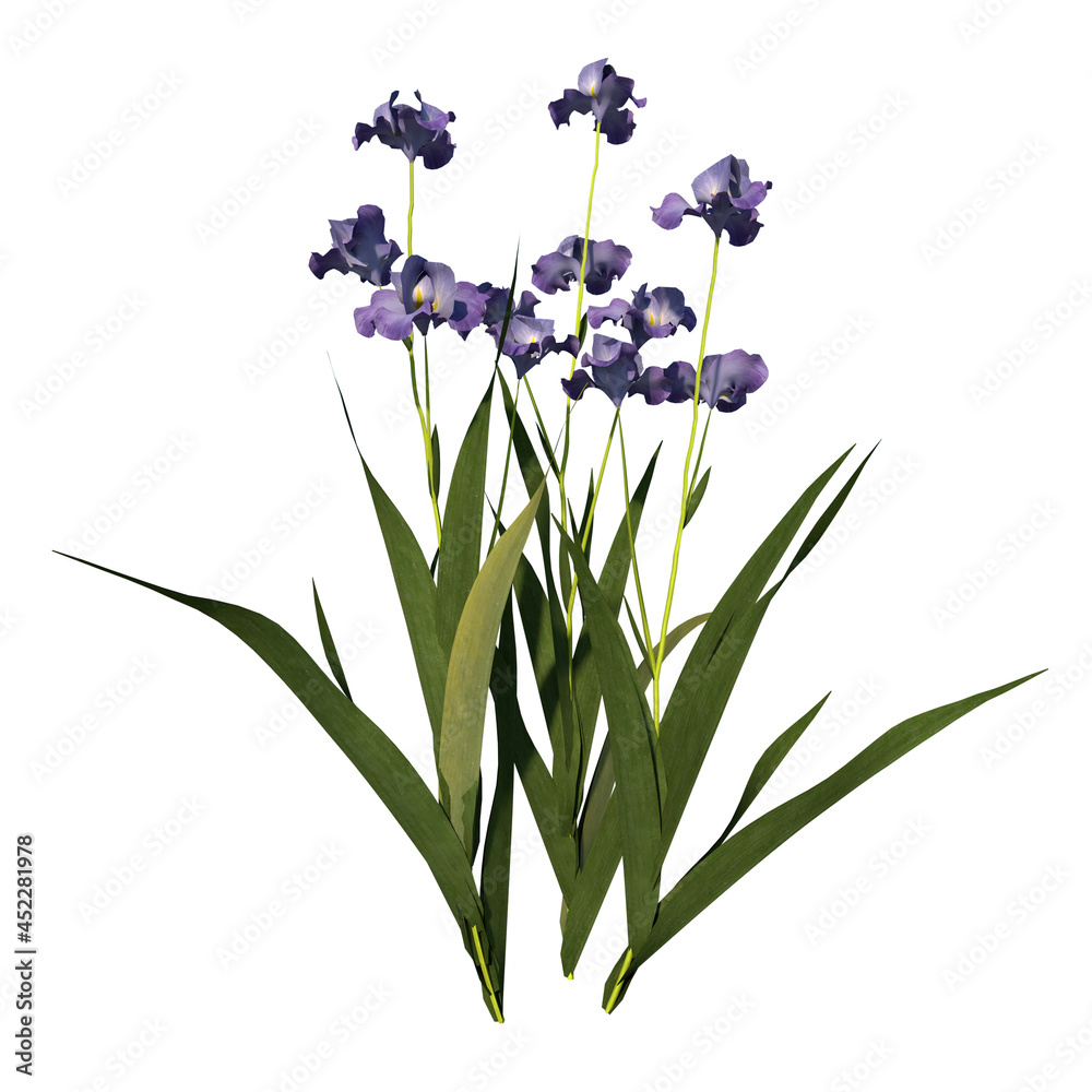 Obraz premium Front view of Plant (Iris tectorum 1) Tree white background 3D Rendering Ilustracion 3D