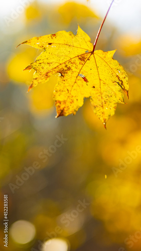 Yellowed leaves in the autumn park. Beautiful maple leaves in the fall season. Autumn concept. Copy space