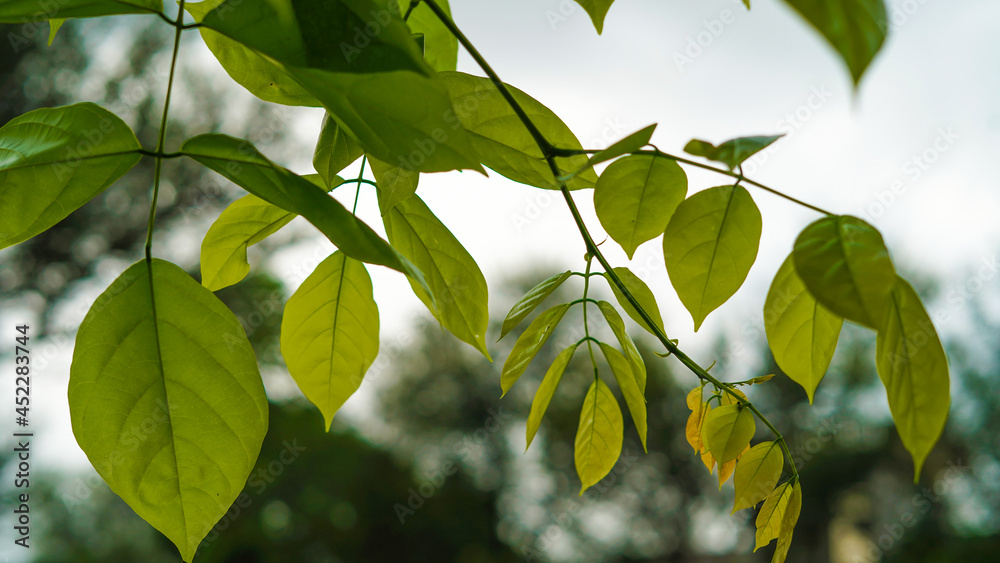 pongamia pinnate tree with fresh leaves. Beautiful shiny leaves of
