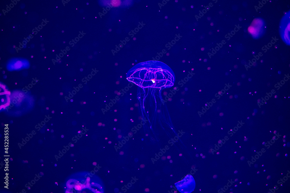 Medusa animal close-up shot. Beautiful jellyfish. Underwater life in ocean jellyfish. The exciting and cosmic sight of the creature. Jellyfish-themed dark background, taken in the aquarium. 