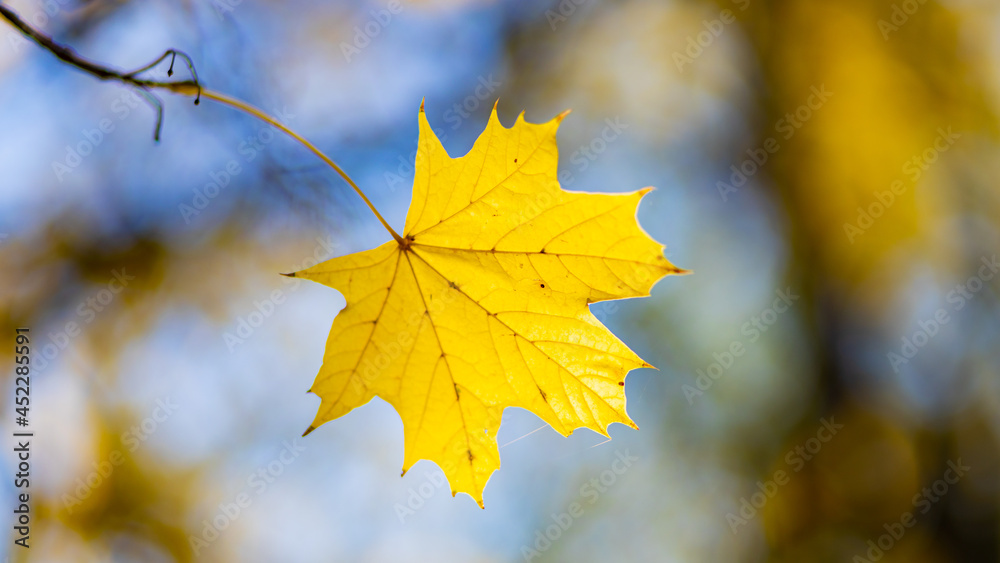 Obraz premium Autumn yellow leaves of maple tree in autumn park. Yellowed maple leaves on blurred background. Golden autumn concept. Copy space