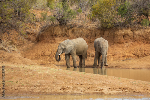 Two elephants drinking water at Ruighoek Dam, Pilanesberg National Park, South Africa photo
