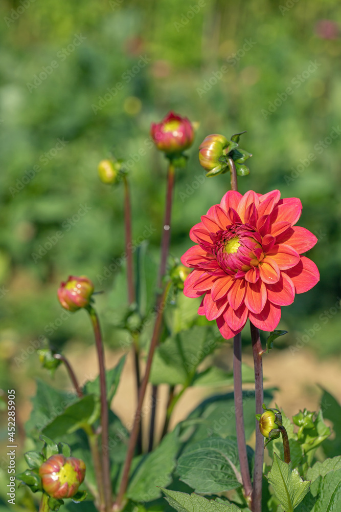 Red dahlia blossom.
