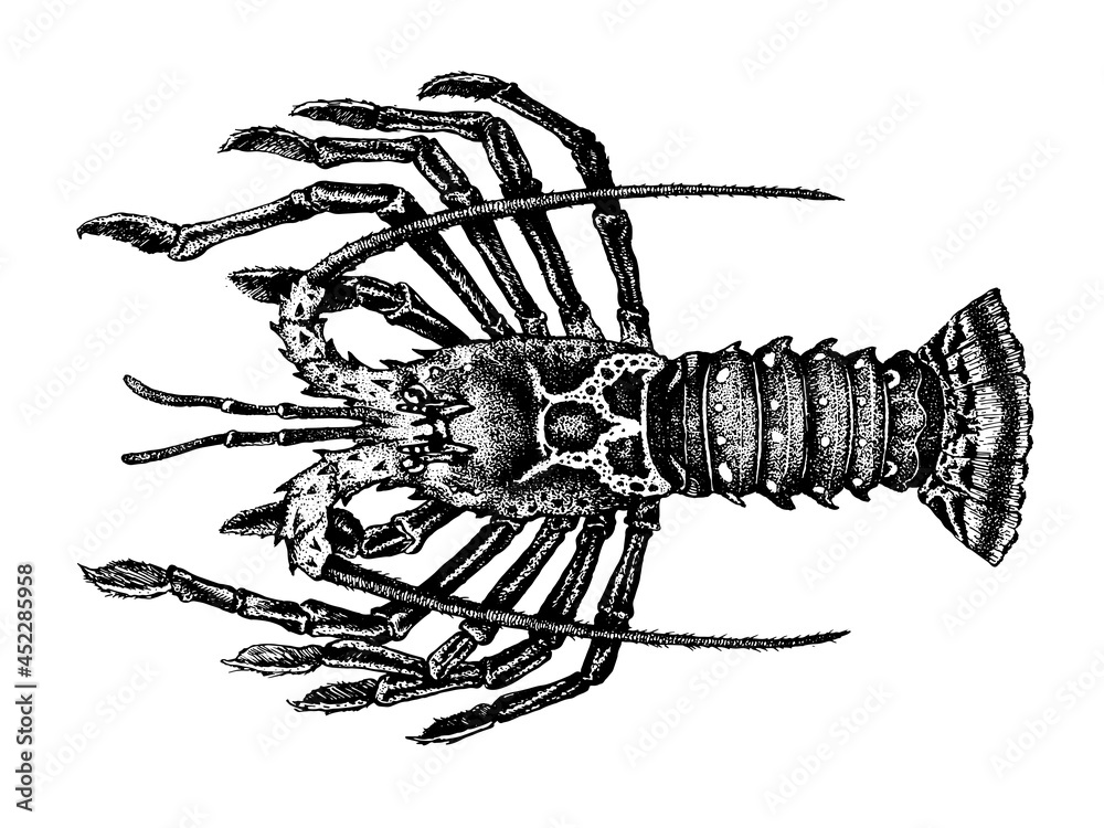 Crayfish, Rock lobsters. Achelata, Palinuridae. Seafood collection