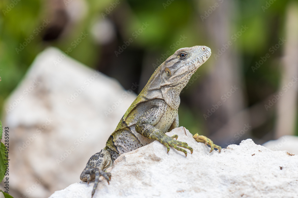 Enfoque selectivo de una iguana joven salvaje en las rocas contra un fondo borroso Enfoque selectivo de una iguana joven salvaje en las rocas contra un fondo borroso