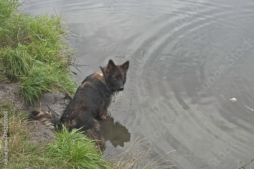 Bakarat the German Shepherd Dog in water