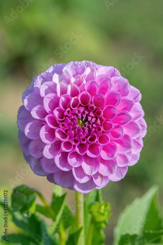 Lavender colored pompon dahlia.