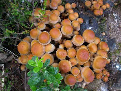 mushrooms in the forest on the stump
