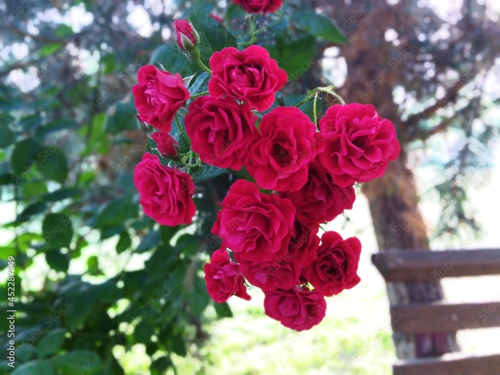 bouquet of roses bouquet of roses