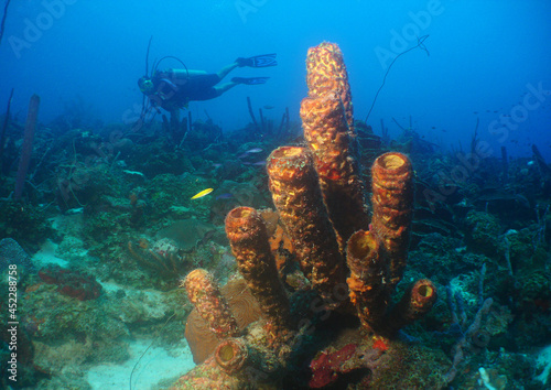underwater paradise , curacao island