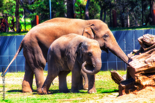 Animal two elefants dubbo photo