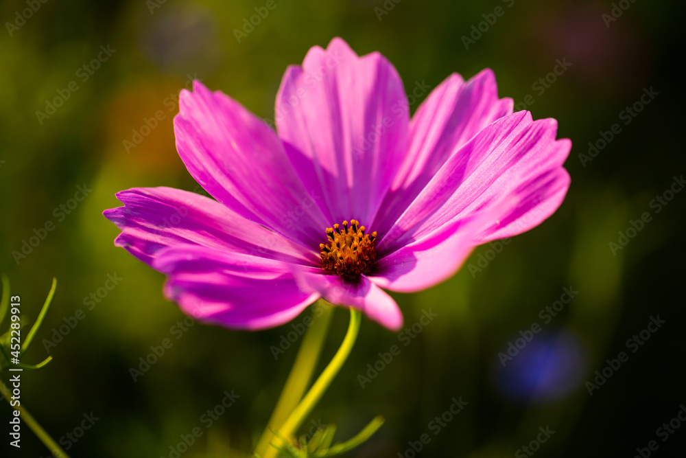 wildflowers on the meadow, summertime, gardening, bee wildflowers on the meadow, summertime, gardening, bee