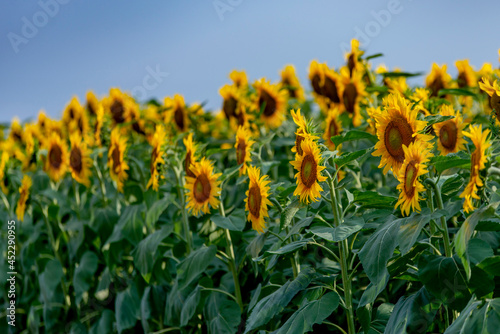 row of sunflowers facing the sun in one direction