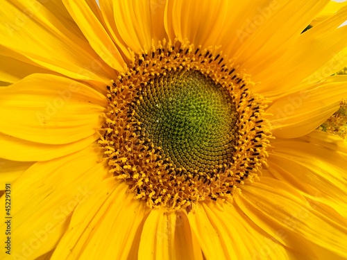 Close up view of the yellow sunflower