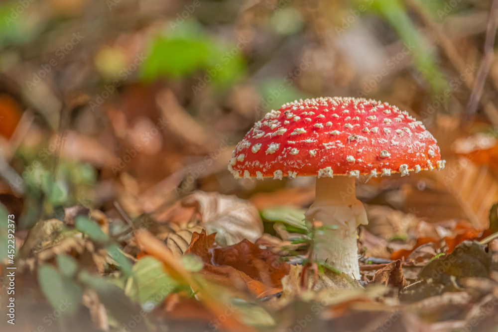 Fly mushroom Fly mushroom