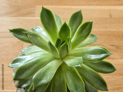 Close up of a succulent plant of the species Echeveria pulidonis