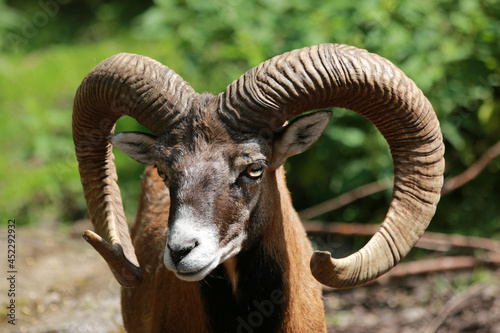 European Mouflon head close up