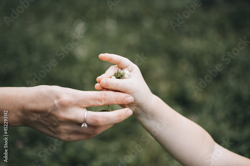 Mother and child handing flower. Hand of a child that is giving flower to mom. © Юлія Мартинюк