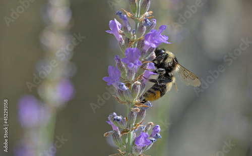 Bombus sylvarum, the shrill carder bee or knapweed carder-bee, Greece