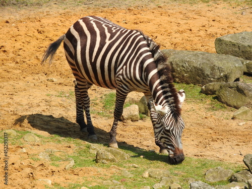 Zebra