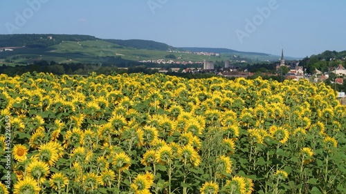 Agriculture en Champagne Ardenne, champ de fleurs de tournesols (helianthus annuus) en été dans la Marne, avec vue sur le village de Mareuil-le-Port (France)