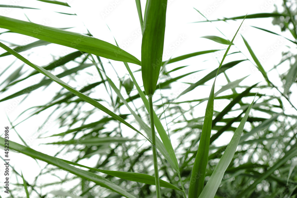 Abstract nature background. Green river reeds. Abstract nature background. Green river reeds.