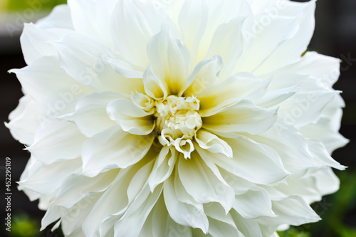 Wallpaper Mural Beautiful white Perfection dahlia Cotton candy flower blossoming in summer garden Torontodigital.ca