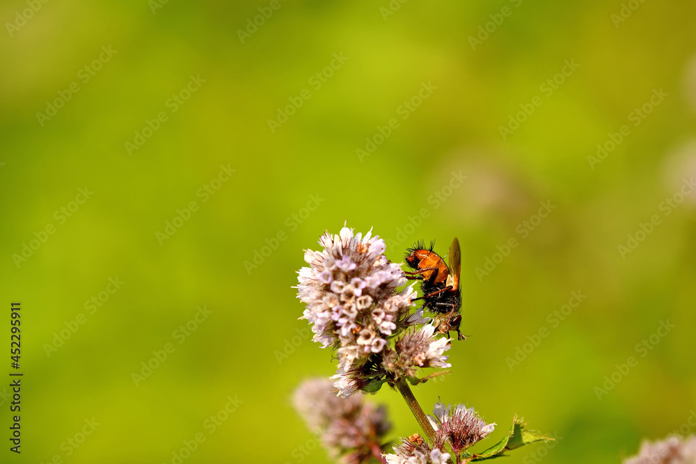 hoverfly on a flower of a peppermint hoverfly on a flower of a peppermint