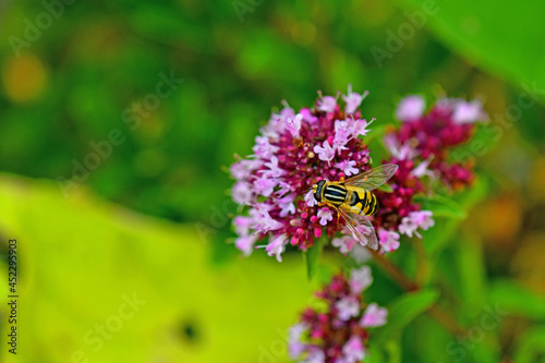 Palearctic hoverfly on a thyme flower