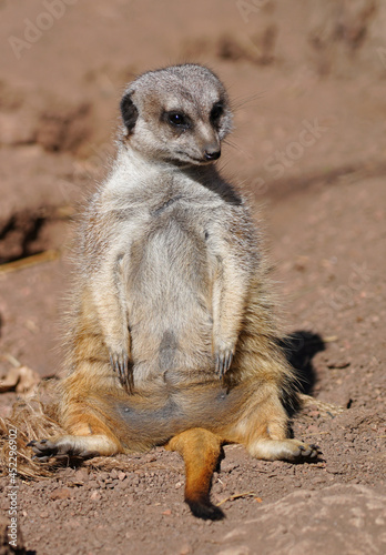 View of a meerkat (suricate Suricata suricatta) standing up