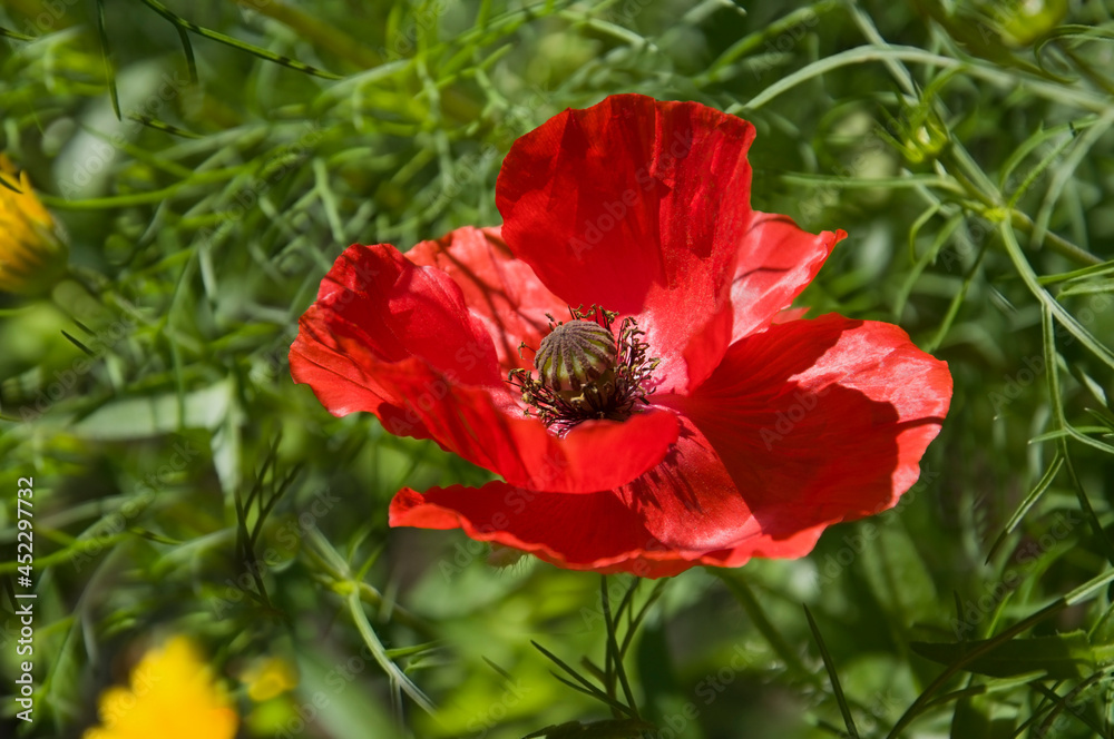 Beautiful bright red poppy close-up on a background of green grass in a flower garden